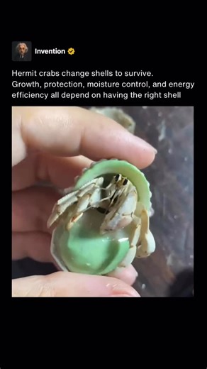 Invention on Instagram: "Hermit crabs change shells because their bodies grow while the shells do not. Unlike snails, hermit crabs have soft, exposed abdomens and rely entirely on empty shells for protection. As they grow, a shell can become too tight, restrict movement, or leave part of their body exposed, forcing them to search for a larger and better fitting replacement. Shells also play a critical role in protection and hydration. A strong shell shields hermit crabs from predators and physic