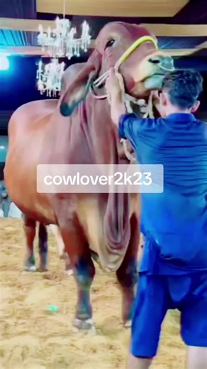 Exploring the Fascination with Cow Love