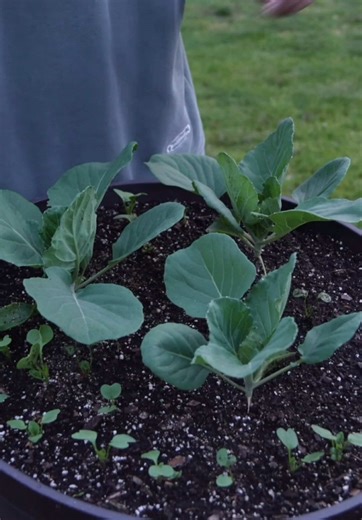 an early spring garden tour 🥬 | garden