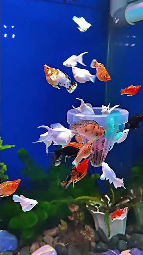 Top 5 Easiest Freshwater Aquarium Fish to Breed