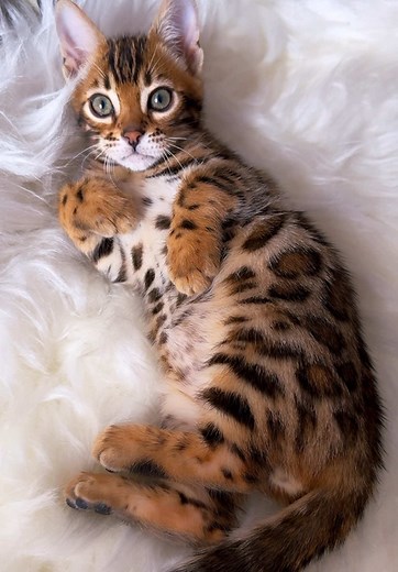 Discover the Charm of Bengal Kittens at Elite GrandGlow Cattery