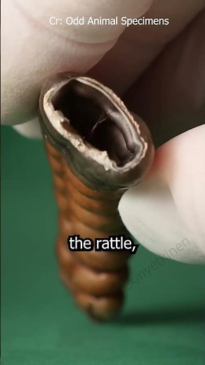 how does rattle snake rattle 🐍😲