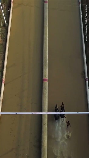 The Animals Never Win. Buffalo Racing in India.