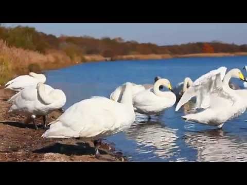 白鳥の湖・ウトナイ湖 @北海道苫小牧市 Tomakomai Lake Utonai, Hokkaido