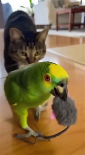 Close-Up of a Parrot's Panicked Flight