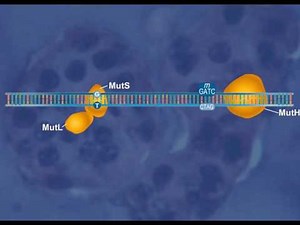 Methyl directed mismatch repair [HD Animation]