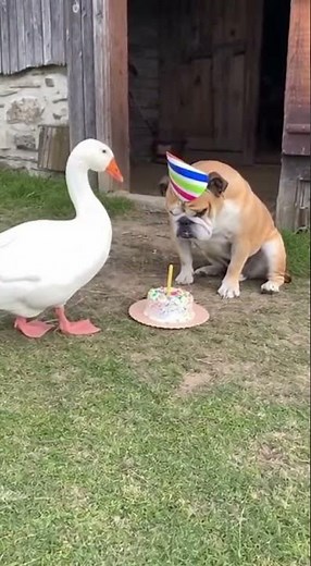 Birthday Cake Chaos! Goose Pranks Bulldog with Exploding Candle 😂 #dog #goose #funniestvideo