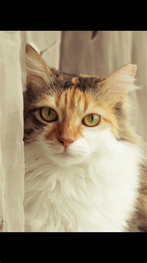 The Mysterious 'Singing' of Cats: What Is Chattering?