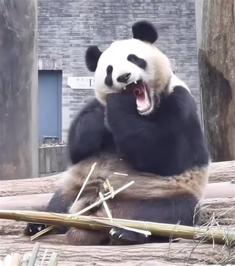 I won't allow anyone who hasn't seen a panda's teeth. loooool #funny #interesting #pandas