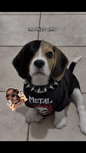 Beagle Emo Rockero: Entre ser y no ser 🖤🤘