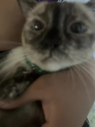 #cat #cat_soja #catsoftiktok #catviral #siames