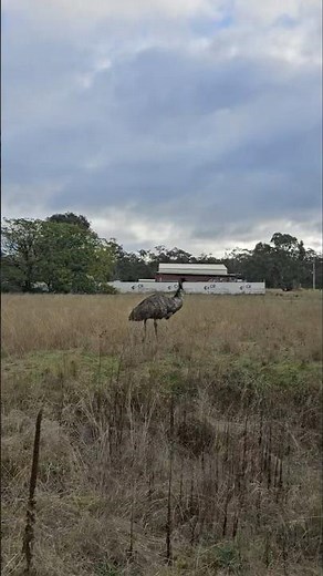 Mudgee, and an emu on patrol ‪@visitnsw‬#roadtrip #travel #explore #emus #countrydrive #driving