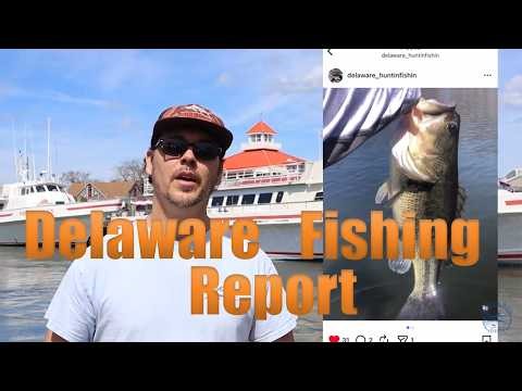 Delaware Fishing Report April 3rd