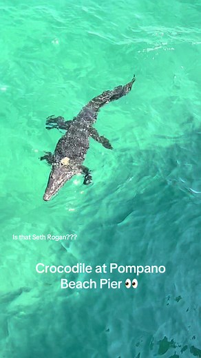 If you give a croc a mullet… 🍪🥛 An American crocodile was spotted this week at the Pompano Beach Pier, captured on video here by Lauren Cheshire. She explains, “There was tons of bait at the pier but he seemed to just be relaxing not going for it. It kept coming and going from the pier. It would swim south and then eventually pop back up.” Lifeguards on duty at the time raised the double red flags, which signals the beach is shut down for swimmers. FWC was notified and the responding officer “