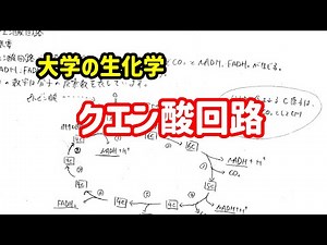 クエン酸回路について、わかりやすく解説！【大学の生化学】