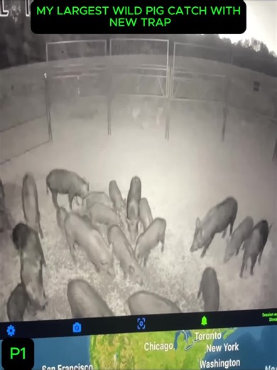 #WildBoars #WildHogs #TexasWildlife #InvasiveSpecies #WildlifeManagement #Hunting #Trapping