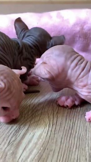 Sphynx kitten meowing meowing