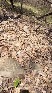 11K views · 390 reactions | Mushroom Motherlode! Morels in Every Direction! Elm, Ash, and Cottonwood Trees! #morels #mushrooms #fungi #forage #trending #viral #outdoors #adrenalinerushadventures #adrenaline #rush #adventures #oklahoma #usa #merica #america | Nathan Wayne Williams | Facebook