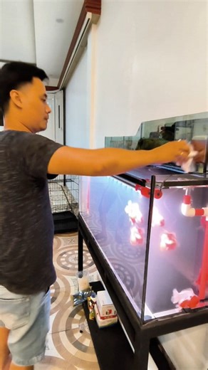 Set up done 😎 #kangadiaquarium #ikanhias #asmr #tutorial #goldfish | Kang Adi