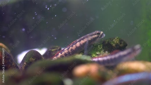 Oreo dwarf goby