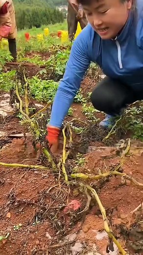 157K views · 3K reactions | Harvesting Red potato 凜 #gardenharvesting #harvestHarvesting #gardenlifegarden #garden #gardenlifegarden #gardening #gardeningtipsandtricks | Garden Tips | Facebook