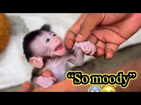 "Orphan Baby Monkey Gets Angry When Cici Grabs His Tail 😡🐒"
