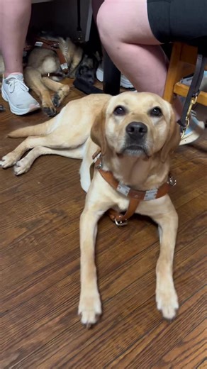 An experience unlike any other 🧒🦮 Each year in late August, we welcome blind and visually impaired teenagers ages 15–18 to our campus for the Seeing Eye Youth Program, created for students who want to explore the world of guide dogs. During this immersive experience, participants gain a firsthand understanding of what it means to partner with a guide dog. It’s never too early to apply for our unique upcoming program, held August 17–20. Learn more 👉 https://seeingeye.org/resources/for-om-profe