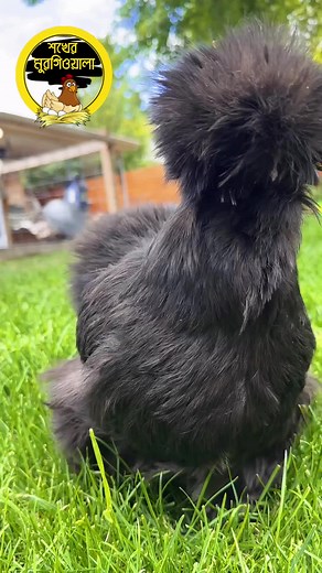Silkie Chicken: The Most Beautiful Chicken in the World