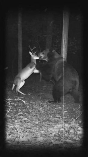 A bear attacks a family of deer. Filmed by an automatic surveillance camera.