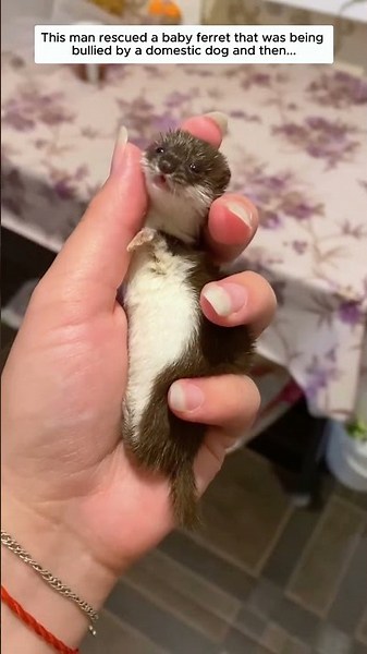 This man rescued a baby ferret that was being bullied by a domestic dog and then...