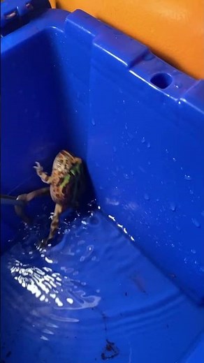 Pac-Man frog, jumping