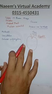Muslim Scientists and their achievements| Science class 6,7,8 | Naeemullah Mahar