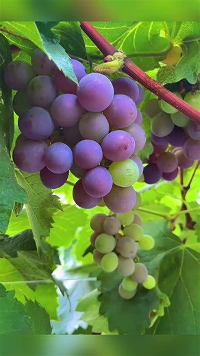 Vineyard Grapes