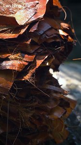 Made as armor in the cold and as protection in the rain. Recreating rain gear from 3,000 years ago — the straw raincoat. #IntangibleCulturalHeritageGuardians #HundredYoungIntangibleCulturalHeritageProject #StrawRaincoat | Lan Ning Life