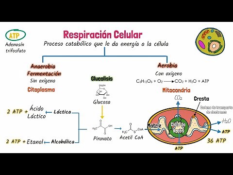 Cellular respiration
