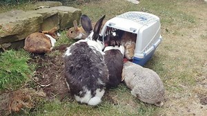 1.1K views · 226 reactions | I just walked 2km to the vet with Chunty, my heaviest bunny at 8kg (17.6lbs). I think that's enough workout for today, right?  Chunty has a rash on his neck that is itchy. He got a salve for it. We are back home now, and Chunty was eagerly greeted back home  | OBDsity - Bunnies in a Bun dance | Facebook