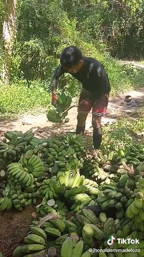 Banana Harvesting Tips in a Natural Setting
