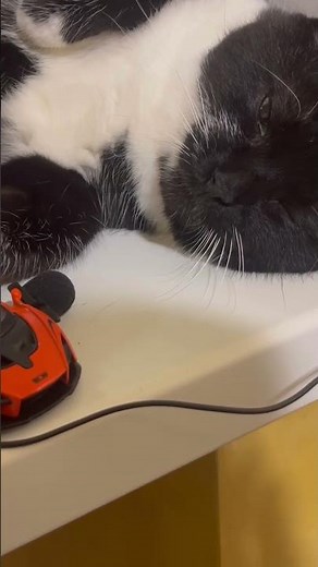 Cute Cat purring for Relax. Purring Cat sound for Relaxation. Cute Cat purr for you #purr #cutecat