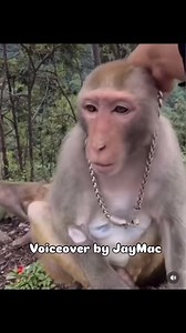 Used to call me 2 Chainz 👀😂🤣 #funny #monkey #voiceover | Jeremiah Mac