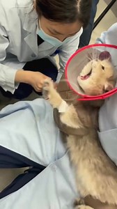 9.2K views · 276 reactions | Are you afraid of needles? These pets' reactions may be braver than yours... #fun #cats #dogs #relax | iChongqing | Facebook