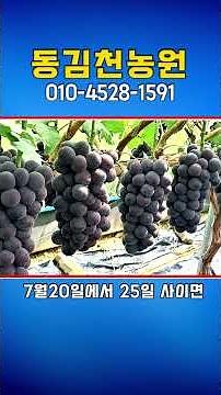 Dong Gimcheon Farm #Popular Grape Seedling Varieties