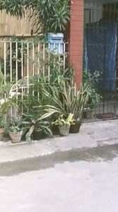 Magaan lang 'yan! #HerbertBautista #LeaSalonga #EduManzano #SharonCuneta #PinoyMovies #ComedyFilms #Viral #Trending #Pinoy #Tagalog #Funny | Viva Entertainment