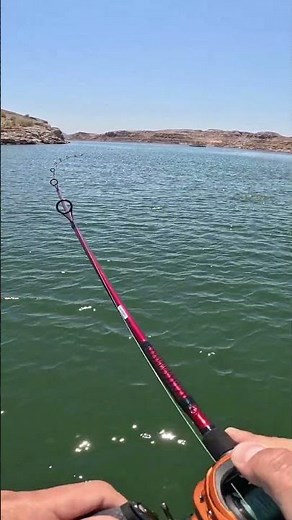 Monster Striper Boil Explodes at Government Wash, Lake Mead!