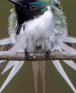 Connaissez-vous Sungem à crête 🩵💚❤️ pas Belle la nature ?? (Heliactin bilophus) Brésil (Ph.by Alessandro Abdala) Le sungem à crête est un petit oiseau de la famille des Thraupidae. Il est originaire du Brésil, où il vit dans les forêts tropicales et les zones boisées. Il est connu pour sa crête distinctive, qui est jaune chez les mâles et orange chez les femelles. Le sungem à crête est un oiseau social et vit souvent en groupes de plusieurs individus. Il se nourrit de fruits, d'insectes et de 