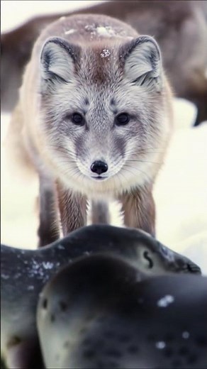 "Arctic Fox Hunting Seal – Rare Frozen Wilderness Footage