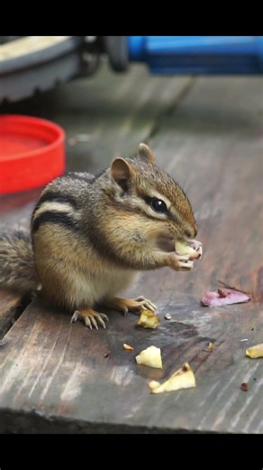 Flashback 2024 Chipmunk Twins Discover Apples