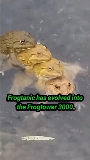 Real-Life Frog Stack Caught on Camera! 🐸 #AnimalComedy