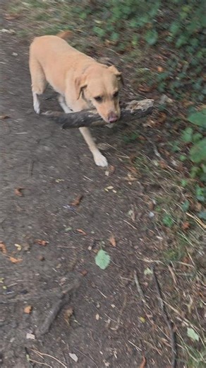 UK countryside labrador dog walk. English hike nature ASMR