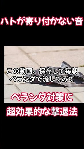 ハトが寄り付かない音！ベランダ対策に超効果的な撃退法とは？