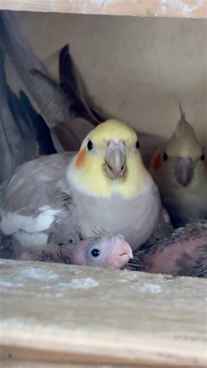 #cockatiel #birds #cockatielbird #cockatielsinging #cockatielsound #parrot #pets #ytshorts #shorts